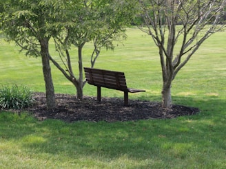 brown wooden bench near green tree during daytime