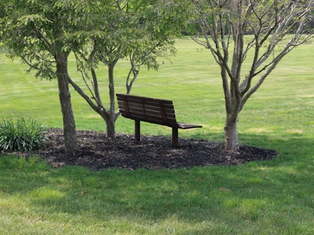 brown wooden bench near green tree during daytime