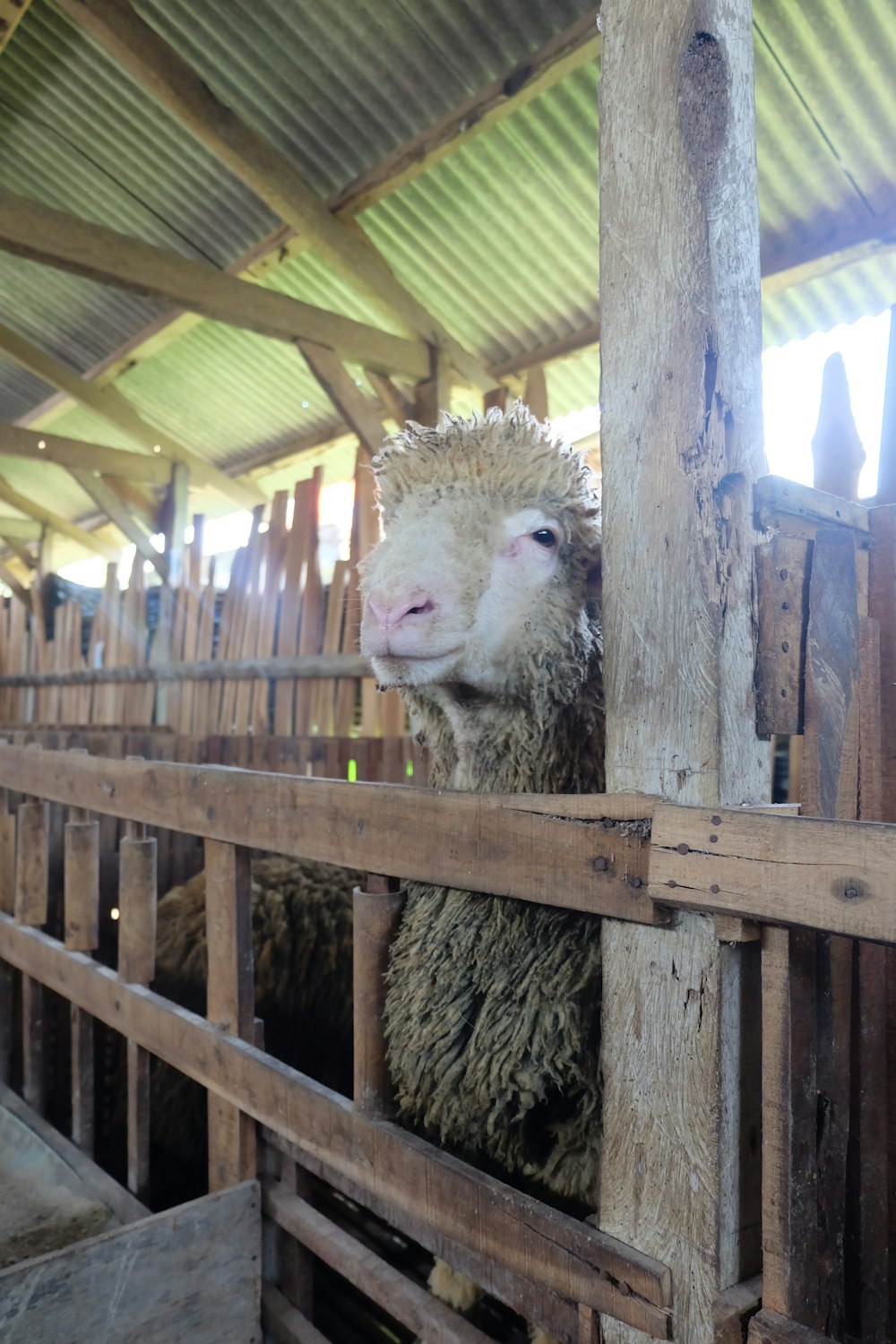 white sheep on brown wooden cage