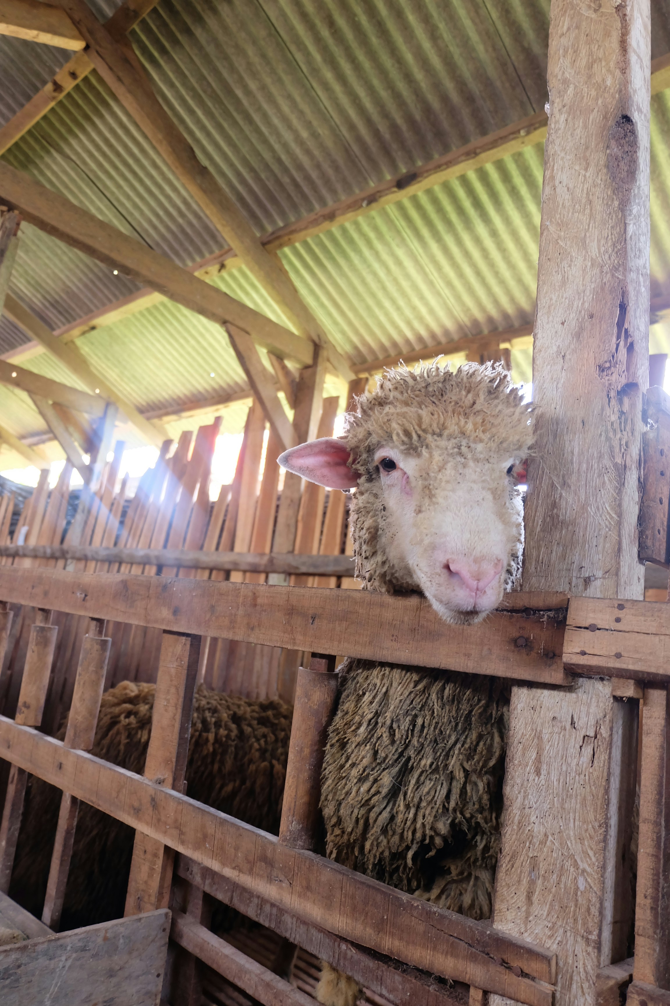white sheep in brown wooden cage
