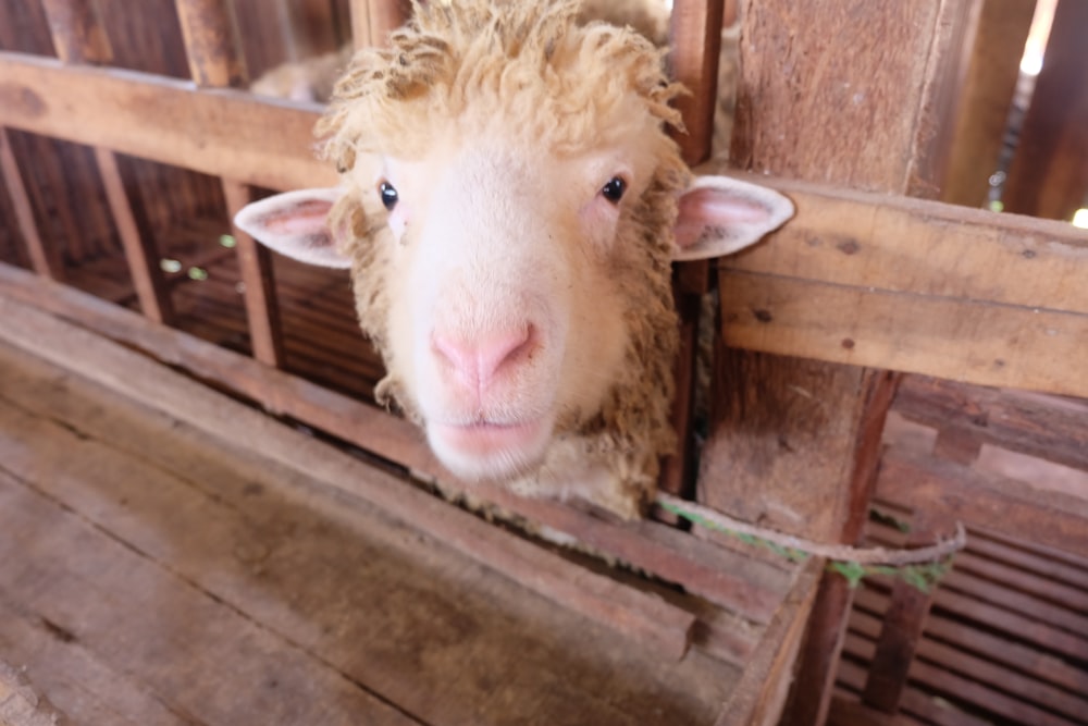 white sheep on brown wooden cage