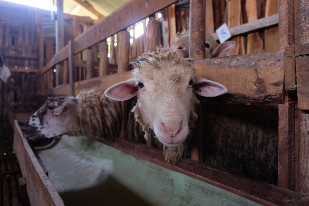 brown cow in cage during daytime