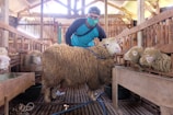 A person wearing a mask and a cap tends to a large sheep inside a wooden pen. Several sheep are gathered around, some eating from feeding troughs. The setting appears to be a barn or livestock house with wooden fences and a rustic roof.