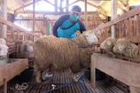 Farmer gently tending to a lamb in a rustic wooden pen.