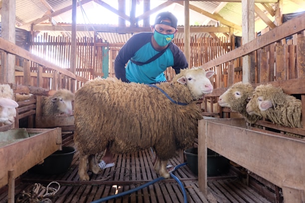 A person wearing a mask and a cap tends to a large sheep inside a wooden pen. Several sheep are gathered around, some eating from feeding troughs. The setting appears to be a barn or livestock house with wooden fences and a rustic roof.