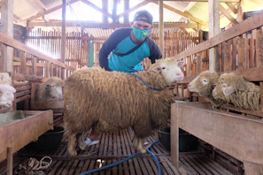 Farmer gently tending to a lamb in a rustic wooden pen.