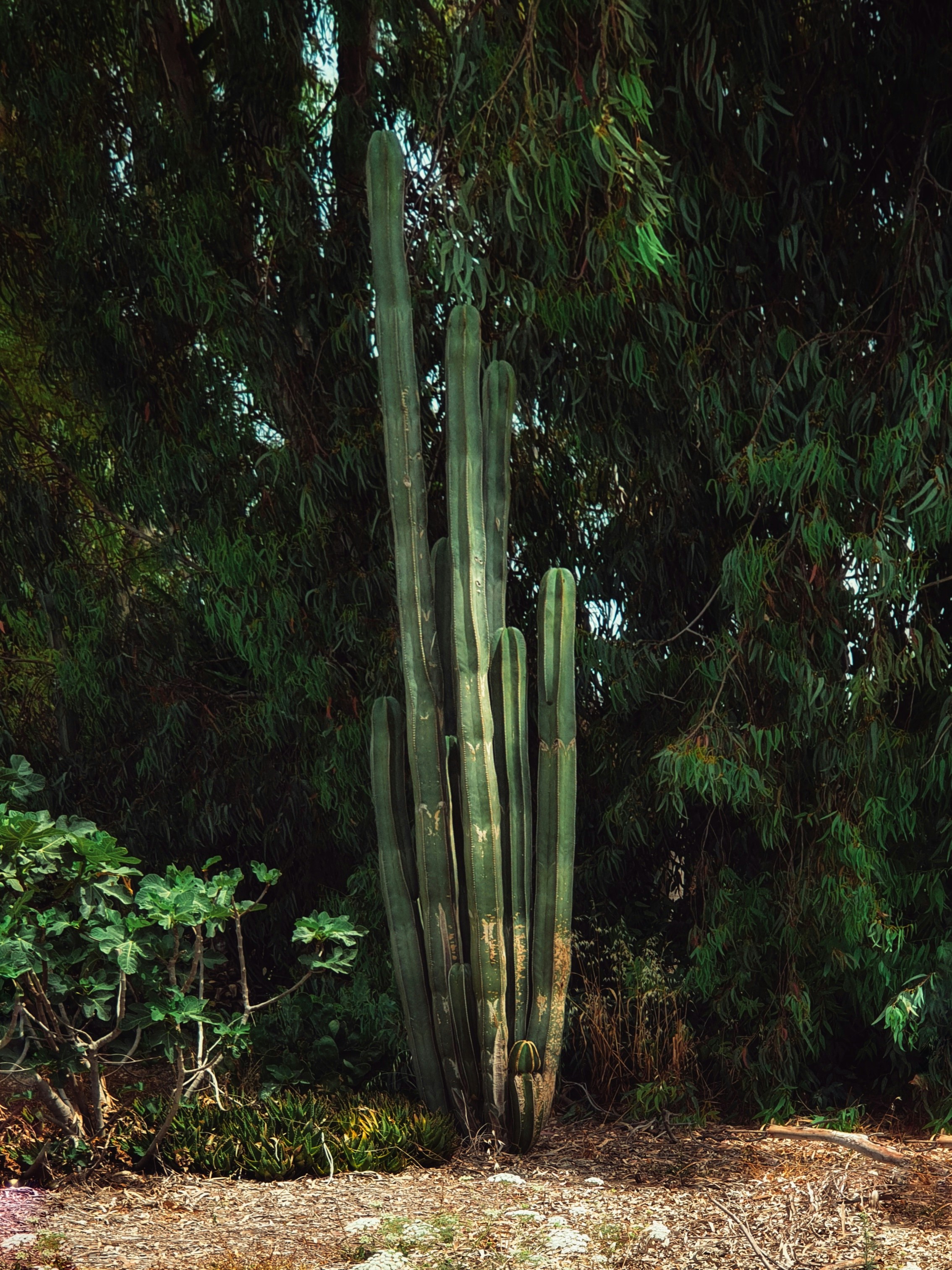 green bamboo tree during daytime
