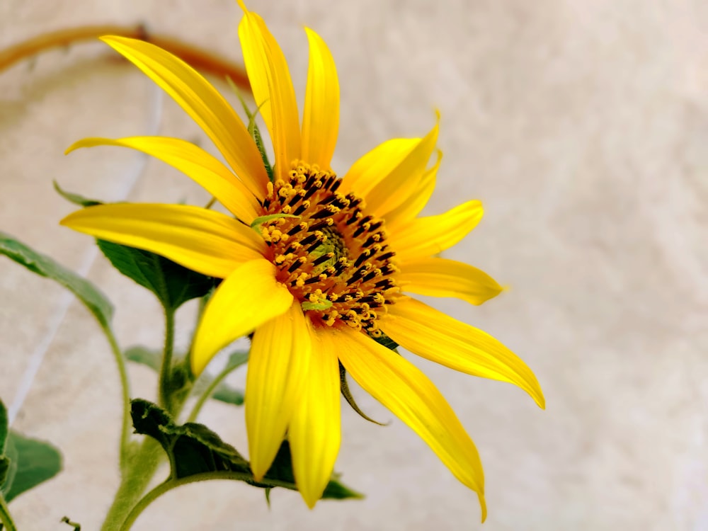 Gelbe Blume in Nahaufnahmen