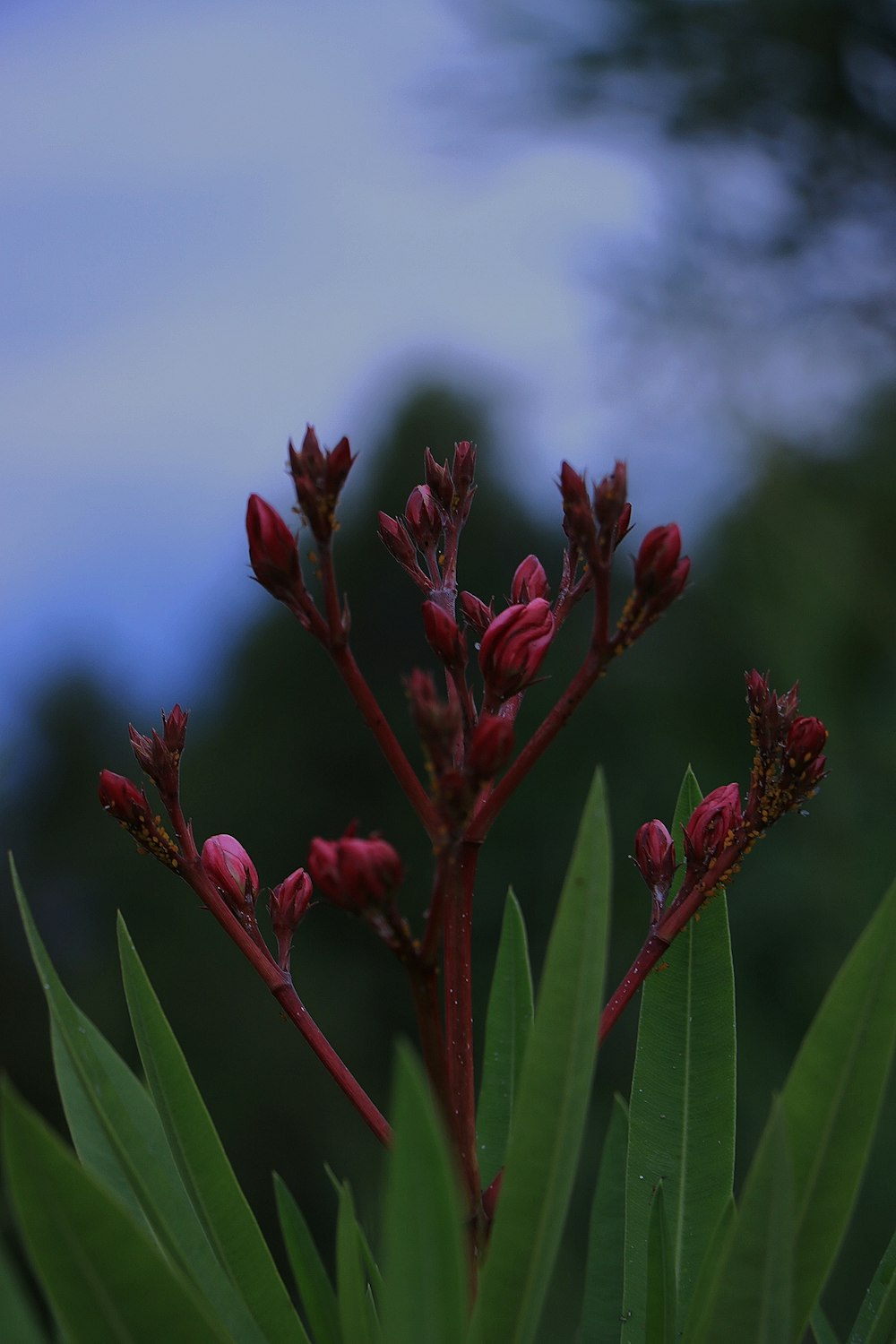 red flower buds in tilt shift lens