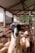 A close-up of a black and white goat with a blue tag around its neck standing in a wooden pen. Several other goats with white and brown wool are seen in the background inside the same pen structure. The setting is a barn with wooden beams and a corrugated metal roof.