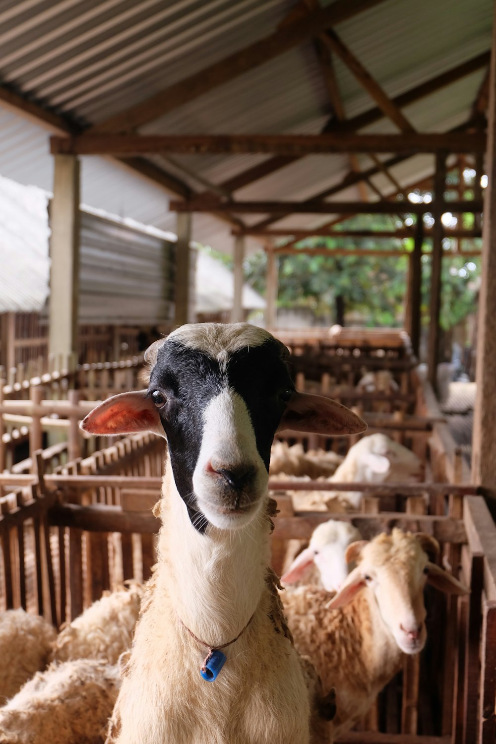 white and black sheep in cage