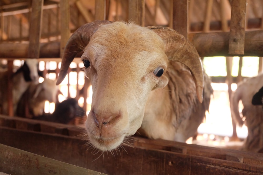 white sheep in cage during daytime