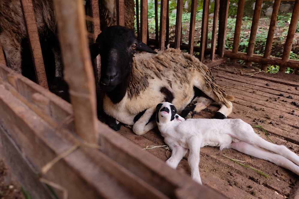 white and black goats on brown soil