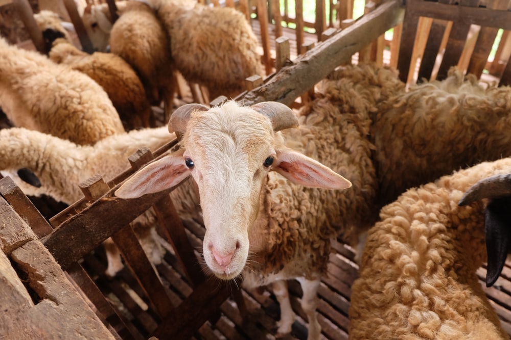 white sheep on brown wooden cage