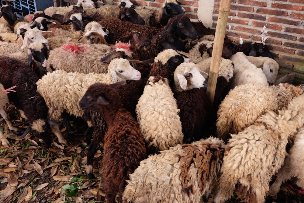 white and brown sheep on brown wooden cage