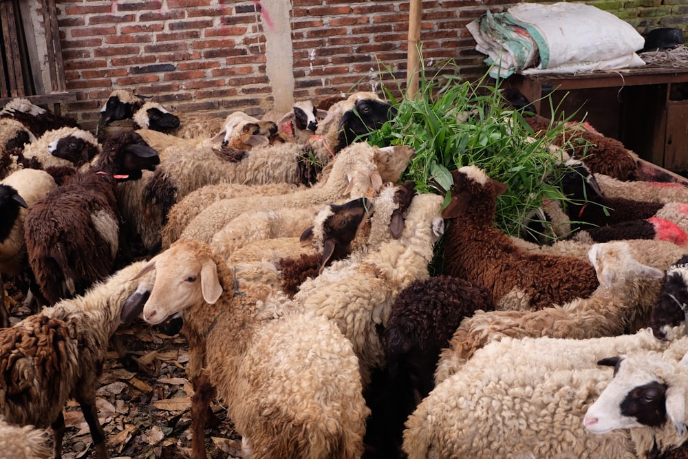 gregge di pecore su erba verde durante il giorno
