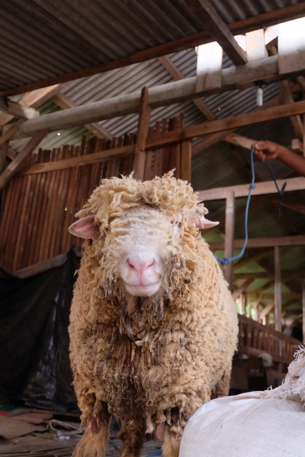 brown sheep in a cage