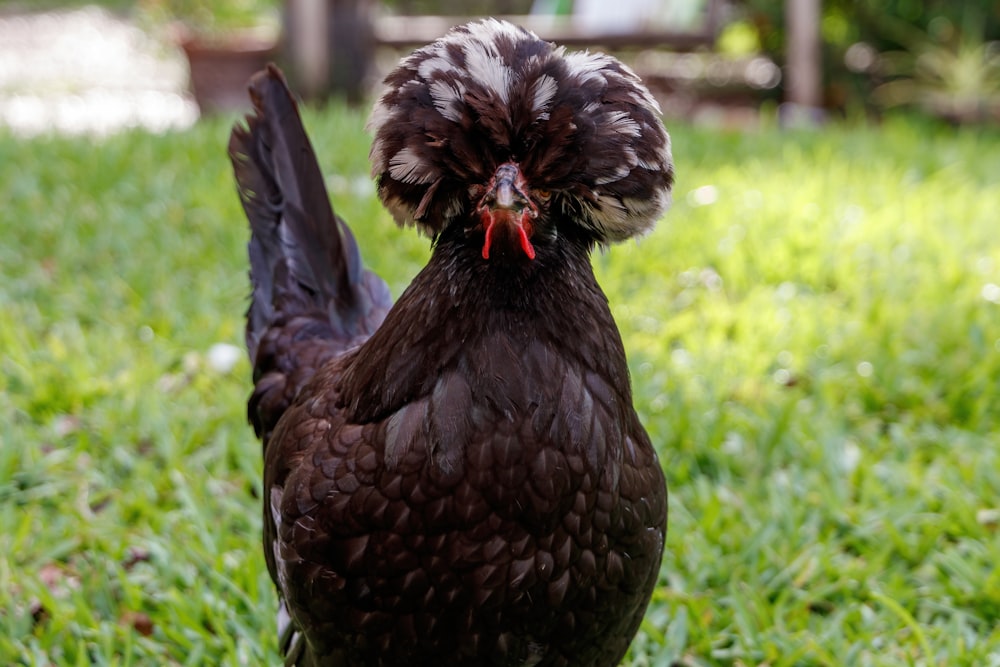 black and white chicken on green grass during daytime