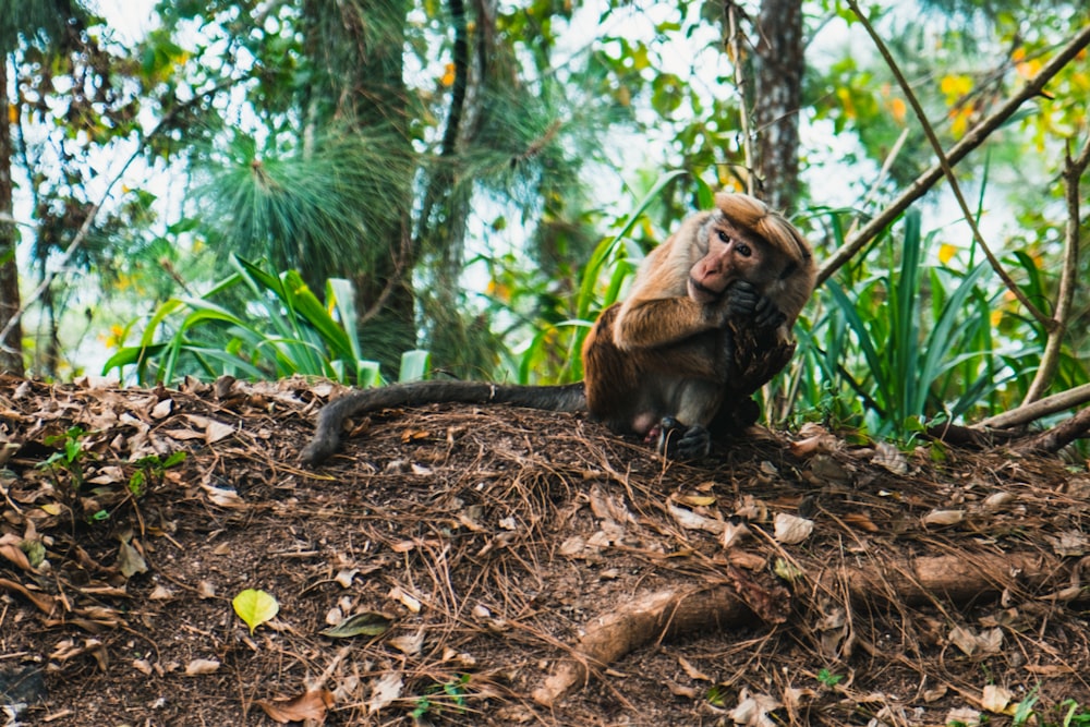 macaco marrom sentado no chão cercado por árvores durante o dia