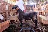 A man in a white shirt and red shorts is standing inside a wooden barn, holding a black sheep by the head. The barn has multiple sheep inside wooden stalls, and various feeding troughs are visible. The interior is made of wood with a slatted floor and a high roof allowing natural light to filter through.
