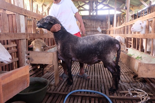 A man in a white shirt and red shorts is standing inside a wooden barn, holding a black sheep by the head. The barn has multiple sheep inside wooden stalls, and various feeding troughs are visible. The interior is made of wood with a slatted floor and a high roof allowing natural light to filter through.