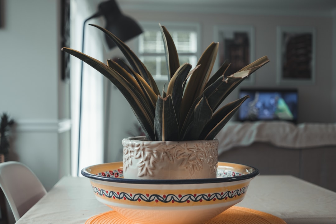 green and brown plant on orange ceramic bowl