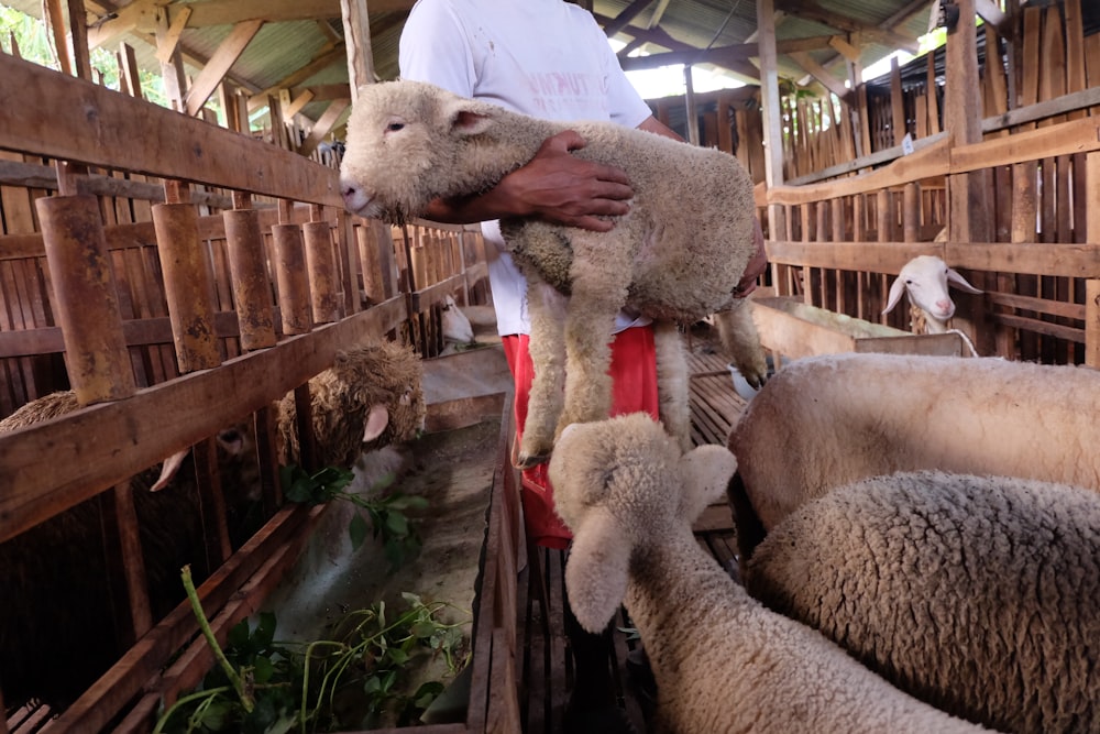 white sheep on brown wooden cage