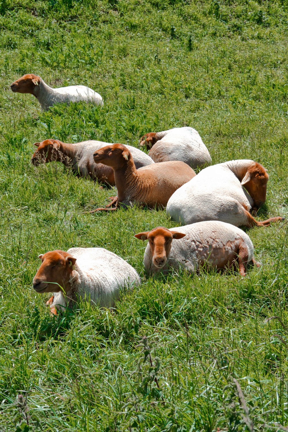 white and brown goats on green grass during daytime