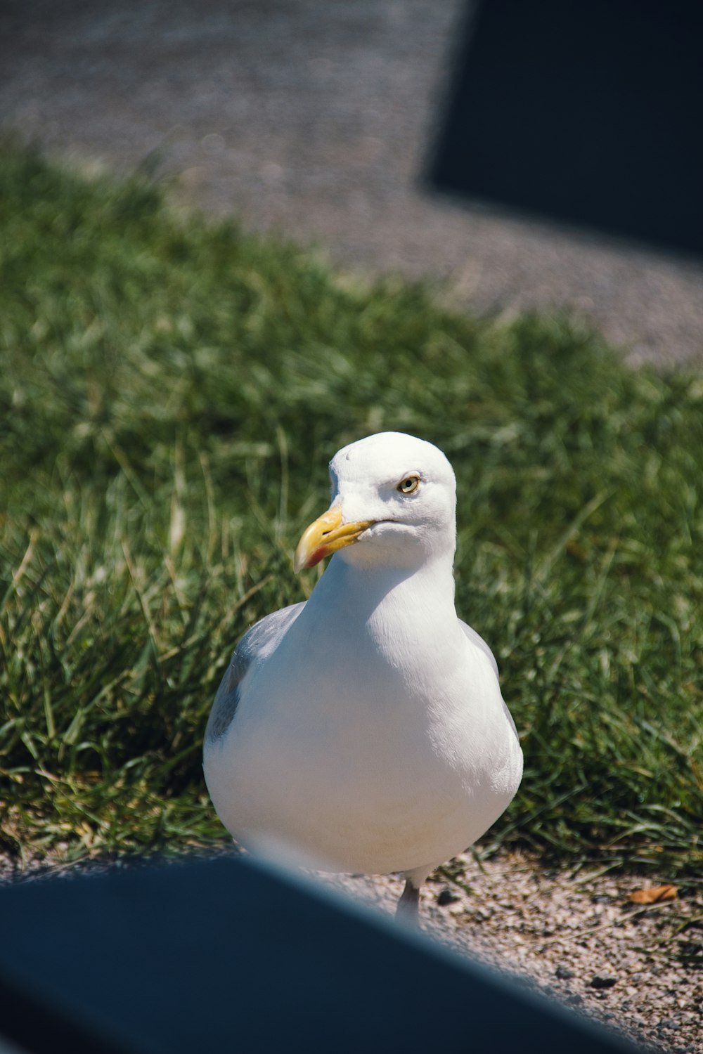 white and gray bird on green grass during daytime