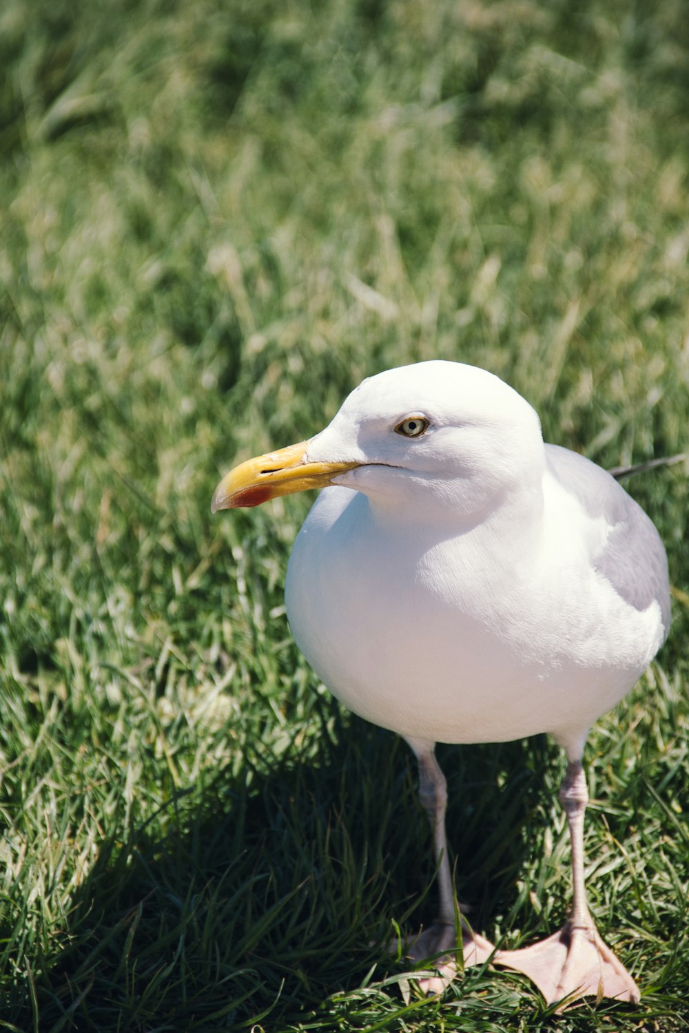 a white bird with a yellow beak standing in the grass