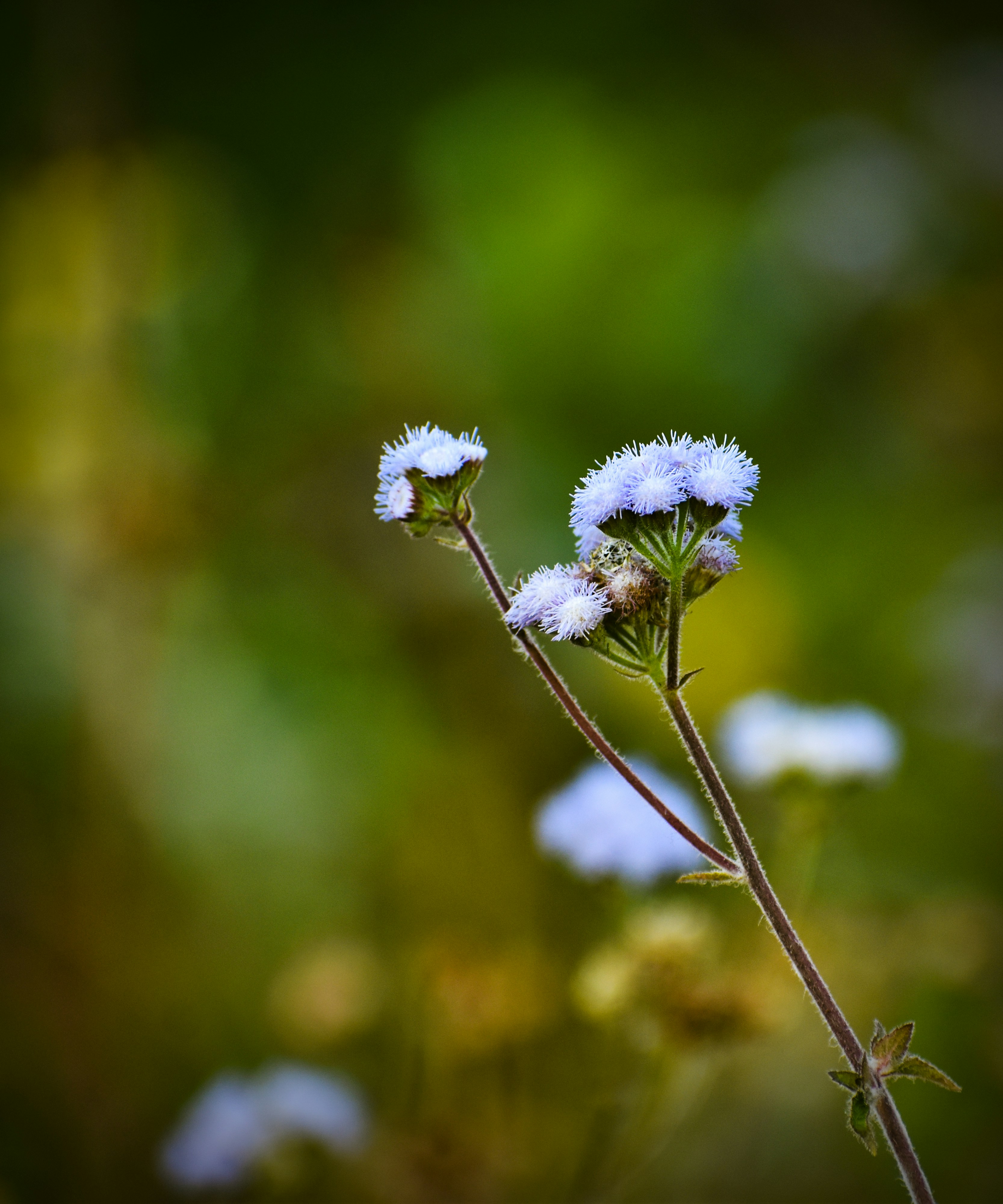 Photo by rajeshrajx8