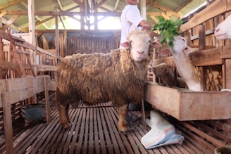 A staff member gently caring for a sheep in a clean barn.