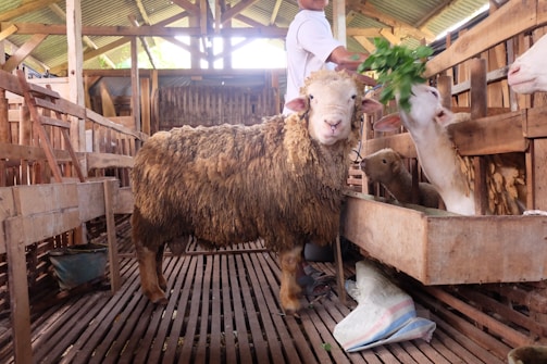 A staff member gently caring for a sheep in a clean barn.