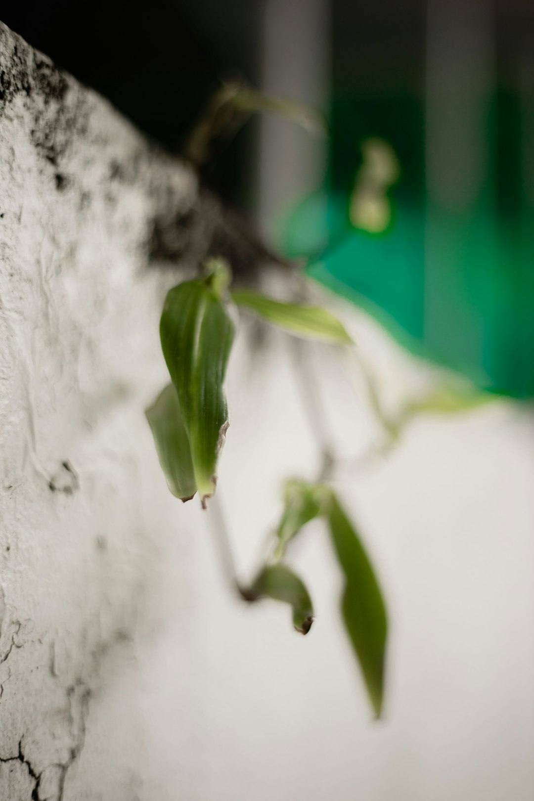 green leaf plant on white concrete wall
