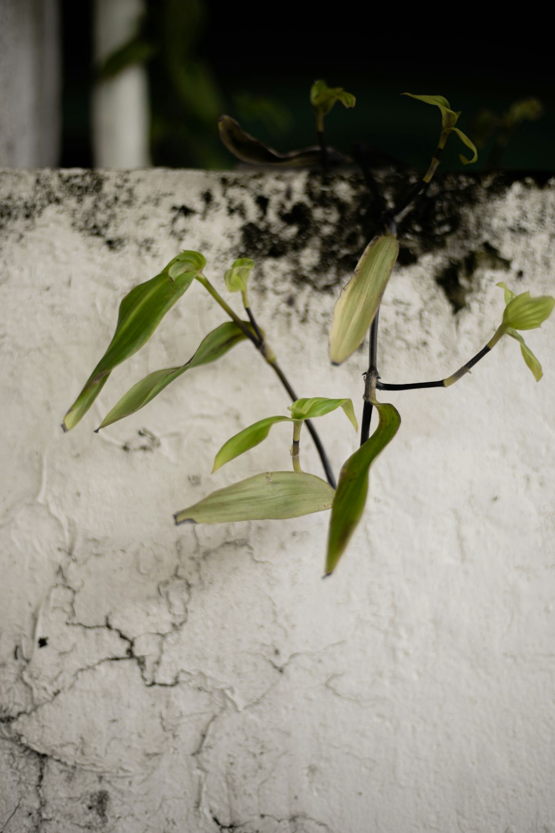 green leaves on white concrete wall