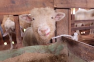 A pair of curious sheep peering over a wooden fence with soft eyes.