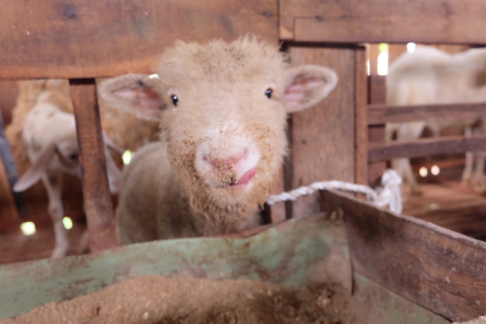 brown and white sheep on brown soil