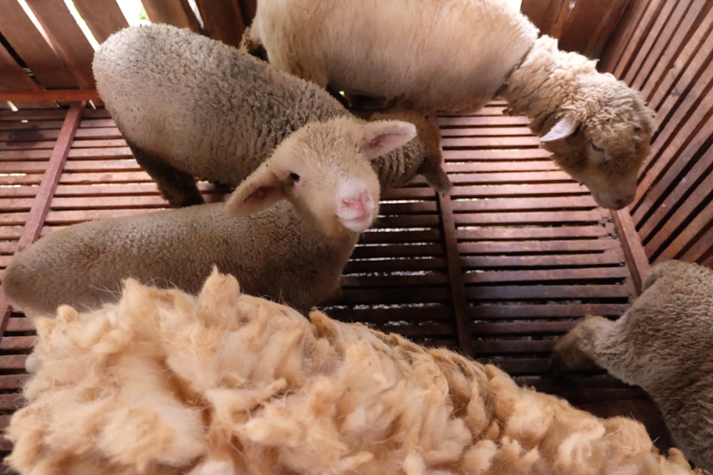 white sheep on black metal cage