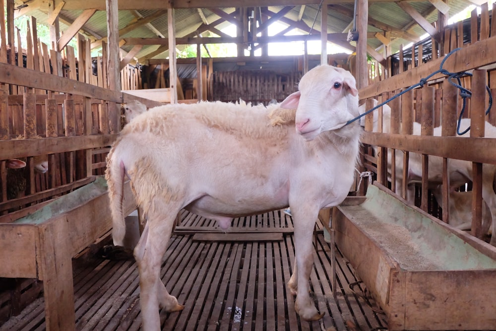 white cow standing on brown wooden floor