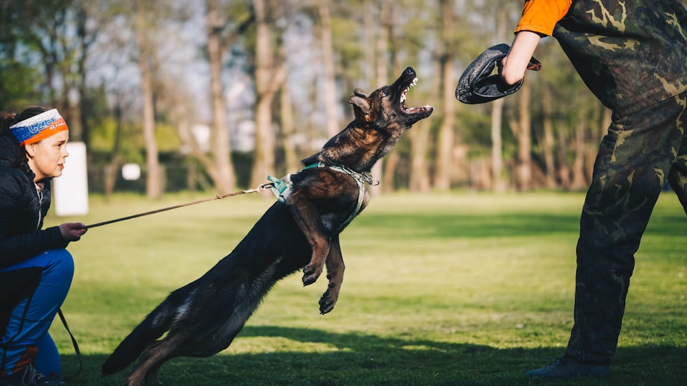 Schwarzer und brauner Deutscher Schäferhund, der tagsüber auf grünem Grasfeld läuft