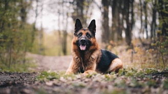 black and tan german shepherd on green grass field during daytime