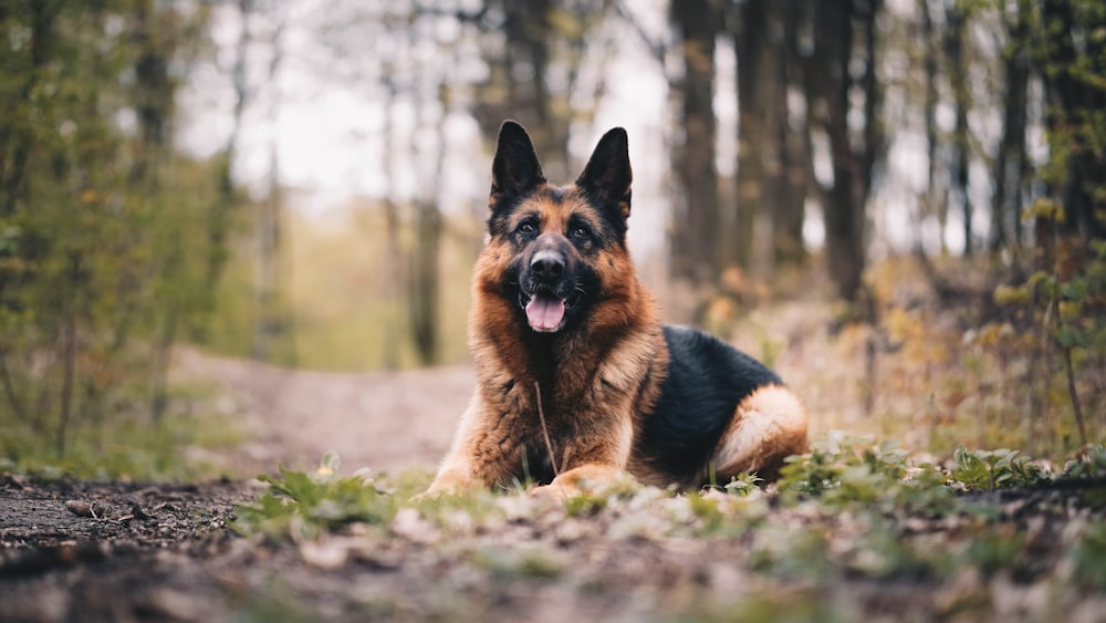 black and tan german shepherd on green grass field during daytime