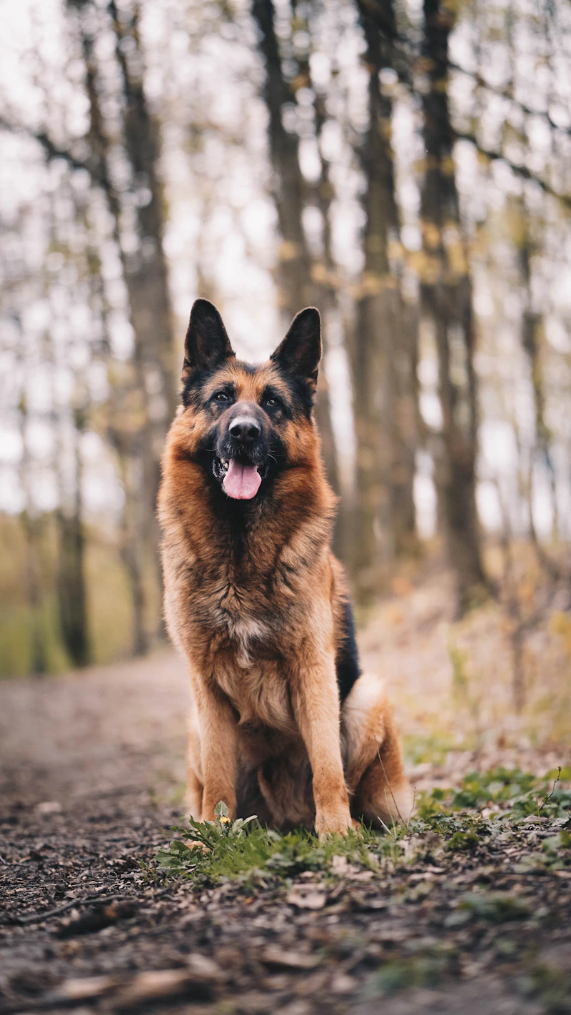 Common Dog Health Problems and Prevention: Practical Tips to Prevent Dog Illness