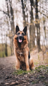 German Shepherd Puppy