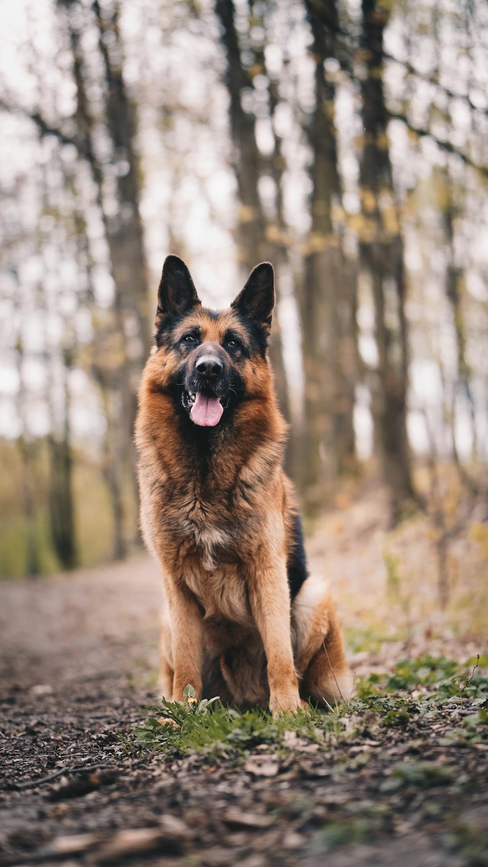 brown and black german shepherd on brown dirt during daytime