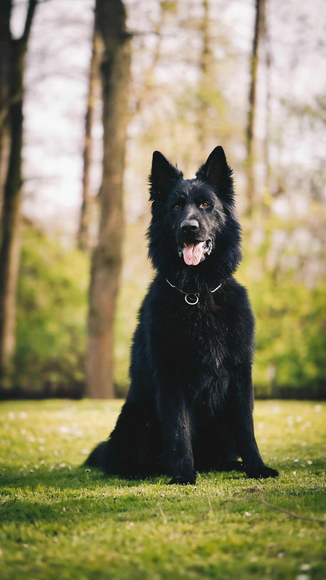 black long coated medium sized dog lying on green grass during daytime