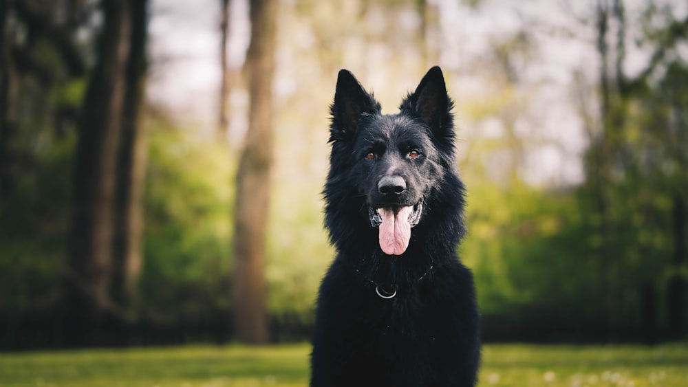 black long coated dog on green grass field during daytime