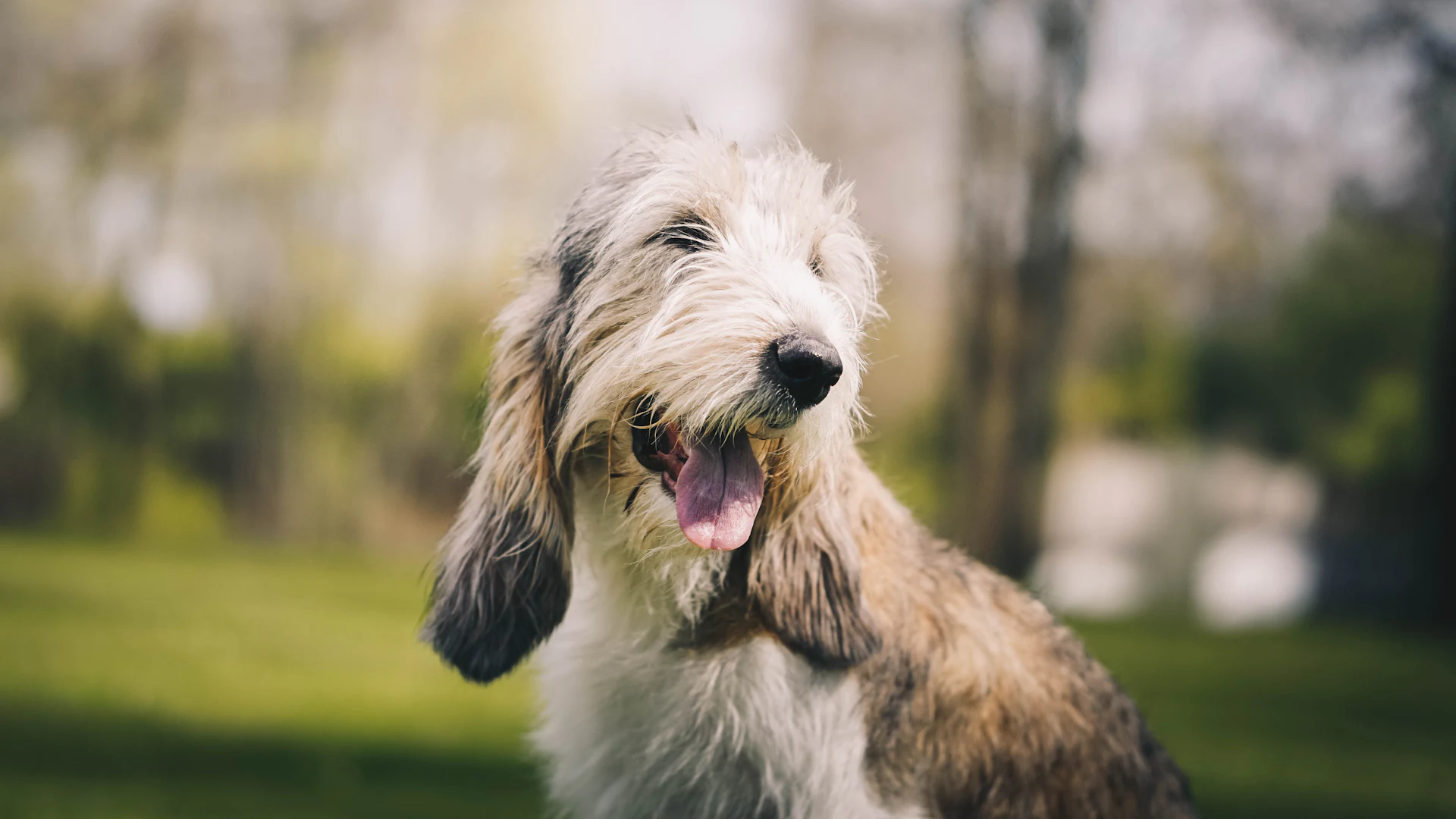 A Petit Basset Griffon Vendéen