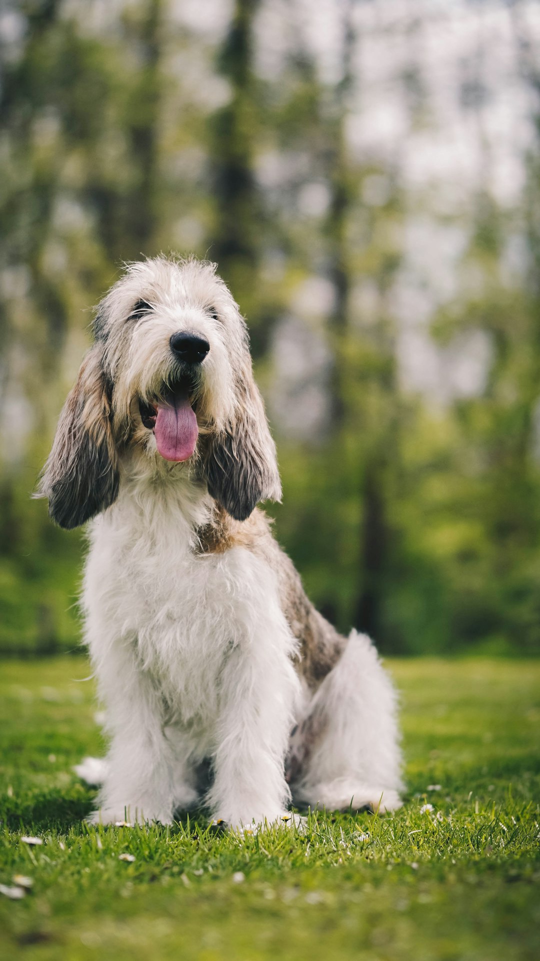 white and brown long coated dog on green grass during daytime