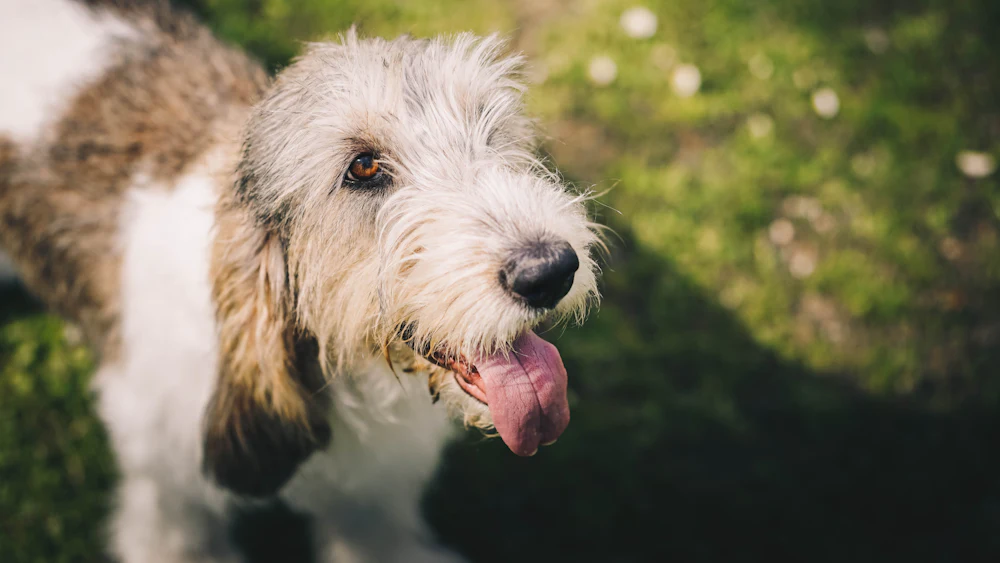 Petit Basset Griffon Vendéen, photo 2